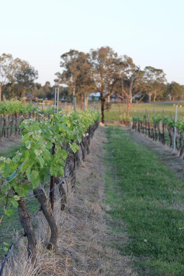 Blueberry Hill Vineyard Stay Rothbury Екстер'єр фото